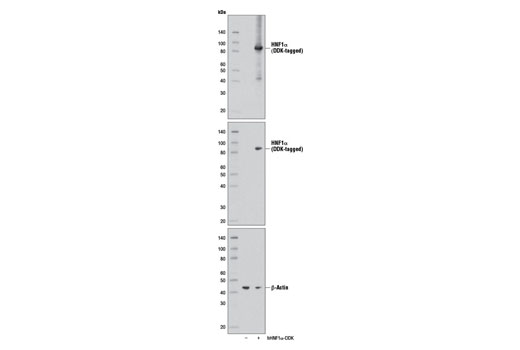 Western blot analysis of extracts from 293 cells, mock transfected (-) or transfected with a construct expressing DDK-tagged full-length human HNF1α (hHNF1α-DDK; +), using HNF1α Antibody (upper), DYKDDDDK Tag (9A3) Mouse mAb #8146 (middle), or β-Actin (D6A8) Rabbit mAb #8457 (lower).