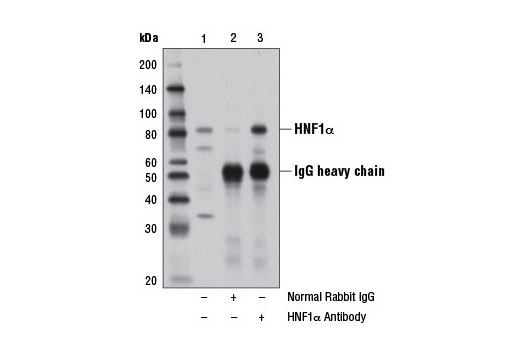 Immunoprecipitation of HNF1α from Hep G2 cell extracts using Normal Rabbit IgG #2729 (lane 2) or HNF1α Antibody (lane 3). Lane 1 is 10% input. Western blot analysis was performed using HNF1α Antibody.