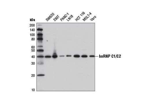 Western blot analysis of extracts from various cell lines using hnRNP C1/C2 Antibody.