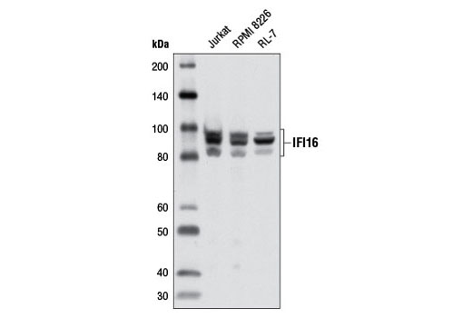 Western blot analysis of extracts from various cell lines using IFI16 Antibody.