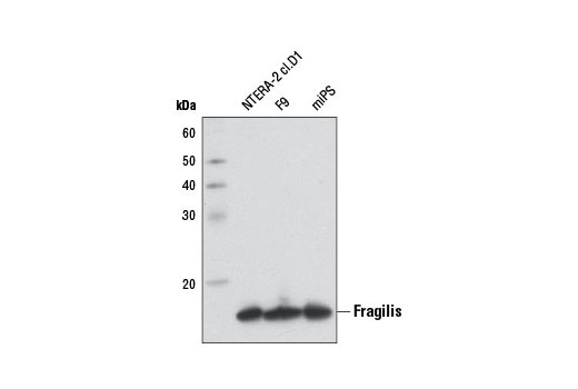 Western blot analysis of extracts from NTERA-2 cl.D1, F9, and mouse iPS (miPS) cells using Fragilis Antibody.