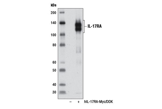 Western blot analysis of extracts from 293T cells, mock transfected (-) or transfected with a construct expressing Myc/DDK-tagged full-length human IL-17RA (hIL-17RA-Myc/DDK; +), using IL-17RA Antibody.