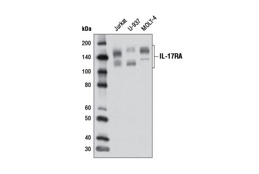 Western blot analysis of extracts from Jurkat, U-937, and MOLT-4 cells using IL-17RA Antibody.