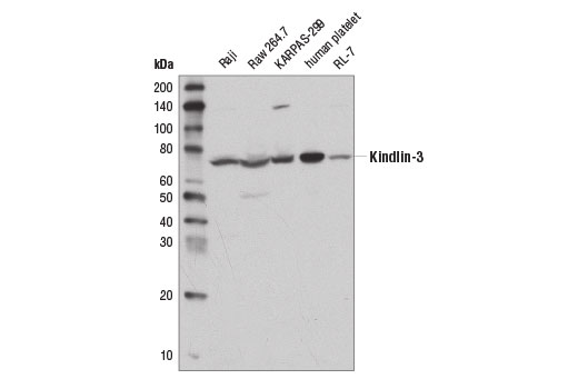 Western blot analysis of extracts from various cell lines using Kindlin-3 Antibody.
