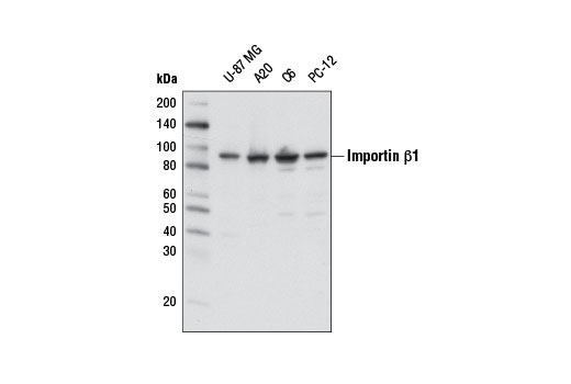 Western blot analysis of extracts from various cell lines using Importin β1 Antibody.