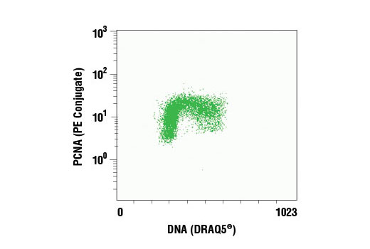 Flow cytometric analysis of Jurkat cells pre-extracted with Triton-X-100 (see protocol) using PCNA (PC10) Mouse mAb (PE Conjugate) and DRAQ5® #4084 (DNA content).