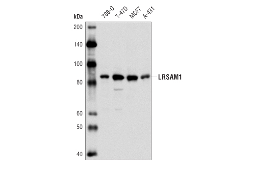Western blot analysis of extracts from various cell lines using LRSAM1 Antibody.