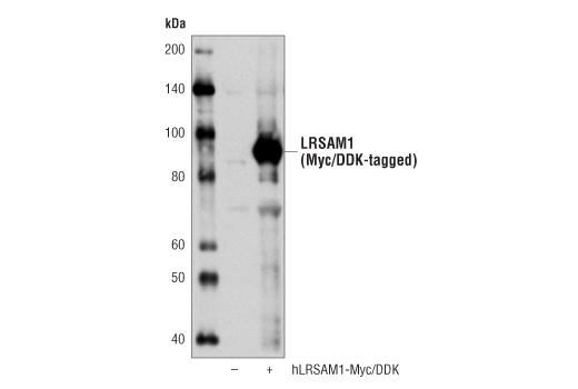 Western blot analysis of extracts from 293T cells, mock transfected (-) or transfected with a construct expressing Myc/DDK-tagged full-length human LRSAM1 protein (hLRSAM1-Myc/DDK; +), using LSRAM1 Antibody.