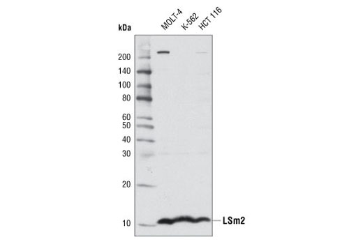 Western blot analysis of extracts from various cell lines using LSm2 Antibody.