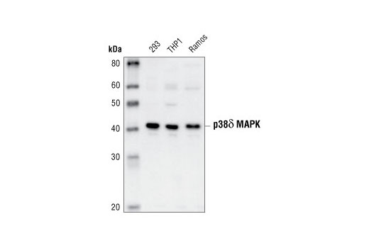 Western blot analysis of extracts from HEK293, THP1 and Ramos cells, using p38δ MAPK Antibody.