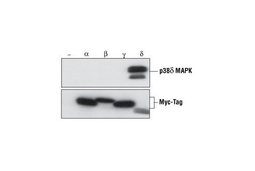 Western blot analysis of extracts from Xenopus oocytes overexpressing Myc-tagged p38 isoforms, using p38δ MAPK Antibody (upper) and Myc-tag antibody (lower). Results show the isoform specificity of CST's p38δ MAPK Antibody. (Provided by Dr. Eusebio Perdiguero and Dr. Angel Nebreda, European Molecular Biology Laboratory, Germany.)