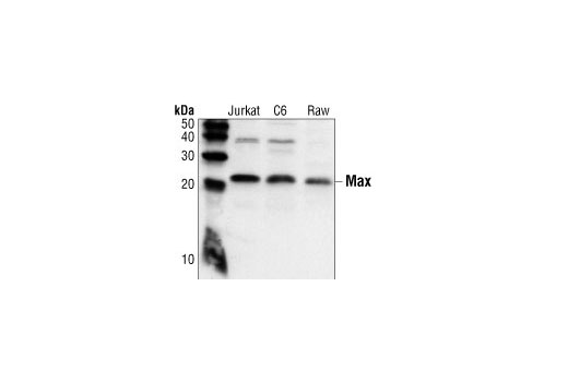 Western blot analysis of extracts from Jurkat (human), C6 (rat), and Raw (mouse) cell lines, using Max Antibody.