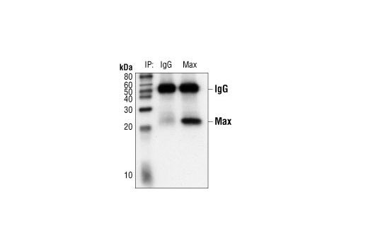 Immunoprecipitation of Jurkat cell lysates with Max Antibody or control rabbit IgG followed by Western blot analysis using Max Antibody.