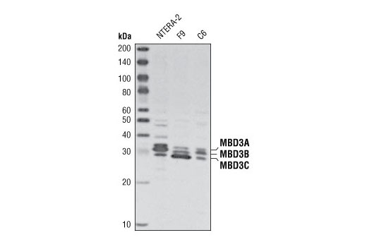 Western blot analysis of extracts from NTERA-22, F9 and C6 cells using MBD3 Antibody.