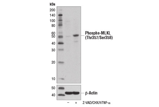 Western blot analysis of extracts from HT-29 cells, untreated (-) or pre-treated with Z-VAD (20 μM, 30 min) followed by overnight treatment with Cycloheximide #2112 (CHX, 10 μg/ml) and Human Tumor Necrosis Factor-α (hTNF-α) #8902 (20 ng/ml; +), using Phospho-MLKL (Thr357/Ser358) Antibody (upper) and β-Actin (D6A8) Rabbit mAb #8457 (lower).