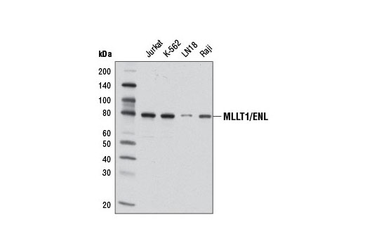 Western blot analysis of extracts from various cell lines using MLLT1/ENL Antibody.