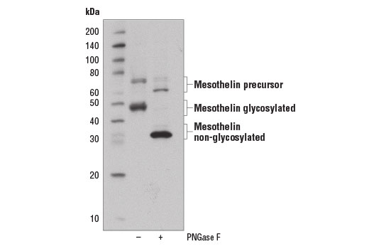 Western blot analysis of extracts from OVCAR8 cells, untreated (-) or PNGase F-treated (+), using Mesothelin Antibody.