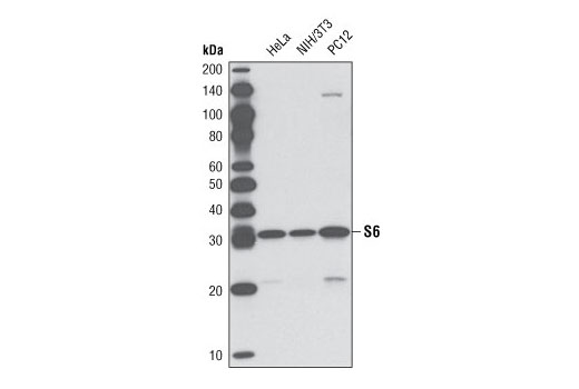 Western Blot analysis of extracts from HeLa, NIH/3T3 and PC12 cells using S6 Ribosomal Protein (54D2) Mouse mAb (Biotinylated).