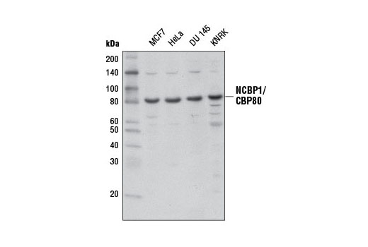 Western blot analysis of extracts from various cell lines using NCBP1/CBP80 Antibody.