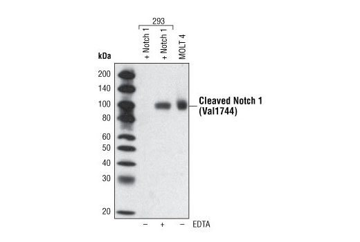 Western blot analysis of extracts from 293 cells transfected with full-length Notch1, either untreated or treated with 5 mM EDTA for 15 minutes, and MOLT-4 extracts, using Cleaved Notch 1 (Val1744) Antibody.
