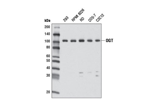 Western blot analysis of extracts from various cell lines using OGT Antibody.