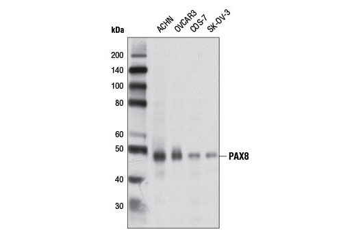 Western blot analysis of extracts from various cell lines using PAX8 Antibody.