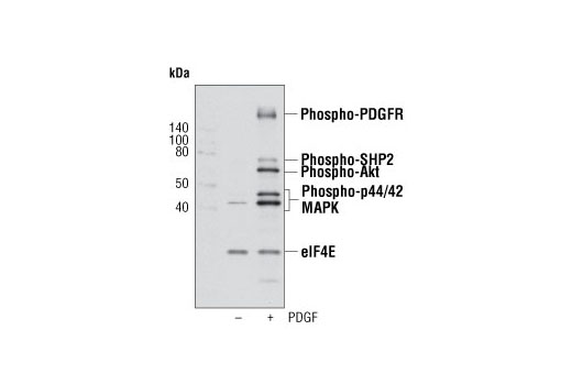 Western blot analysis of extracts from serum-starved NIH/3T3 cells untreated or PDGF-treated (#8912, 50 ng/ml for 20 minutes), using PathScan PDGF Receptor Activity Assay cocktail to detect phosphorylation of PDGFR, SHP2, Akt and p44/42 MAPK.
