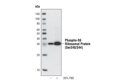 Western blot analysis of extracts from NIH/3T3 cells, untreated or treated with 20% fetal bovine serum (FBS), using Phospho-S6 Ribosomal Protein (Ser240/244) (61H9) Rabbit mAb (Biotinylated) and developed with Streptavidin-HRP #3999.