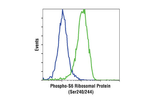  Flow cytometric analysis of Jurkat cells, untreated (green) or treated with LY294002 #9901, Wortmannin #9951 and U0126 #9903 (blue), using Phospho-S6 Ribosomal Protein (Ser240/244) (61H9) Rabbit mAb (Biotinylated).