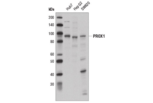 Western blot analysis of extracts from Huh7, Hep G2, and SW620 cells using PROX1 Antibody.