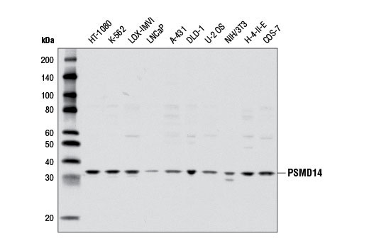 Western blot analysis of extracts from various cell lines using PSMD14 Antibody.