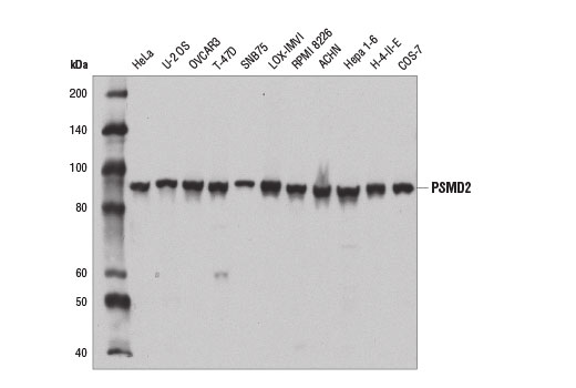 Western blot analysis of extracts from various cell lines using PSMD2 Antibody.