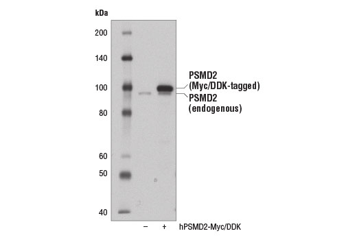 Western blot analysis of extracts from 293T cells, mock transfected (-) or transfected with a construct expressing Myc/DDK-tagged full-length human PSMD2 protein (hPSMD2-Myc/DDK; +), using PSMD2 Antibody.