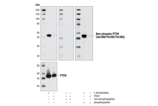 Western blot analysis of extracts from NIH/3T3 cells, λ phosphatase- or PDGF-treated, using Non-phospho PTEN (Ser380/Thr382/Thr383) Antibody (upper) or PTEN (138G6) Rabbit mAb #9559 (lower). The non-phospho-specificity of the antibody was verified by preincubating the antibody with no peptide, with PTEN (Ser380/Thr382/Thr383) non-phosphopeptide or with PTEN (Ser380/Thr382/Thr383) phosphopeptide prior to incubating the membrane.