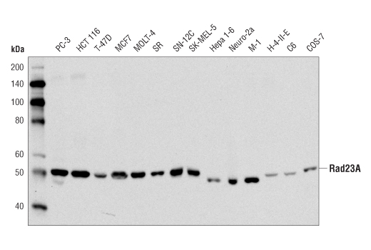 Western blot analysis of extracts from various cell lines using Rad23A Antibody.