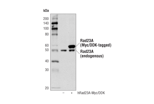 Western blot analysis of extracts from 293T cells, mock transfected (-) or transfected with a construct expressing Myc/DDK-tagged full-length human Rad23A protein (hRad23A-Myc/DDK; +), using Rad23A Antibody.