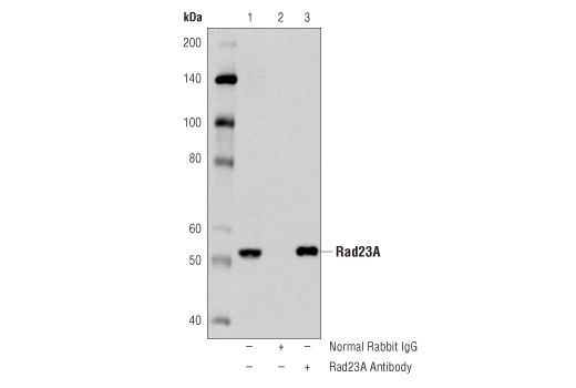 Immunoprecipitation of Rad23A from 293T cell extracts using Normal Rabbit IgG #2729 (lane 2) or Rad23A Antibody (lane 3). Lane 1 is 10% input. Western blot was performed using Rad23A Antibody.