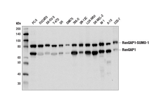 Western blot analysis of extracts from various cell lines using RanGAP1 Antibody.