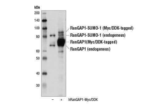 Western blot analysis of extracts from 293T cells, mock transfected (-) or transfected with a construct expressing Myc/DDK-tagged full-length human RanGAP1 protein (hRanGAP1-Myc/DDK; +), using RanGAP1 Antibody.