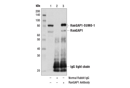 Immunoprecipitation of RanGAP1 from 293T cell extracts using Normal Rabbit IgG #2729 (lane 2) or RanGAP1 Antibody (lane 3). Lane 1 is 10% input. Western blot analysis was performed using RanGAP1 Antibody.