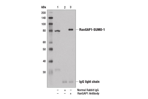 Immunoprecipitation of RanGAP1 from 293T cell extracts using Normal Rabbit IgG #2729 (lane 2) or RanGAP1 Antibody (lane 3). Lane 1 is 10% input. Western blot was analysis was performed using SUMO-1 (C9H1) Rabbit mAb #4940.