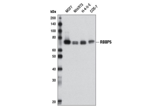 Western blot analysis of extracts from various cell lines using RBBP5 Antibody.