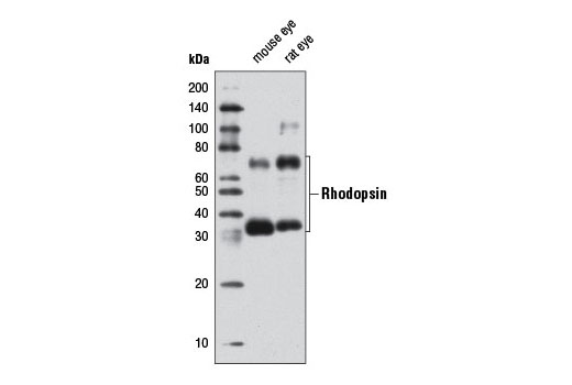 Western blot analysis of extracts from mouse and rat eye using Rhodopsin Antibody.