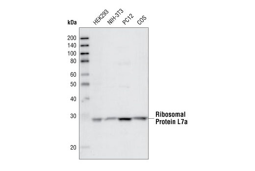 Western blot analysis of extracts from various cell lines using Ribosomal Protein L7a (R225) Antibody.