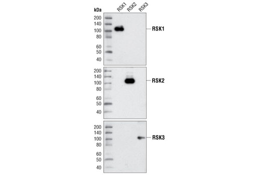 Western blot analysis of purified RSK1, RSK2 and RSK3 proteins using RSK1 Antibody #9333 (upper), RSK2 Antibody (middle) or RSK3 Antibody #9343 (lower).