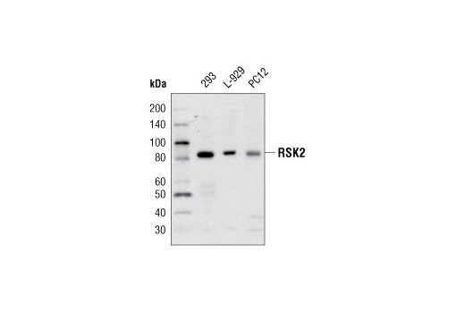 Western blot analysis of extracts from 293, L-929 and PC12 cells using RSK2 Antibody.