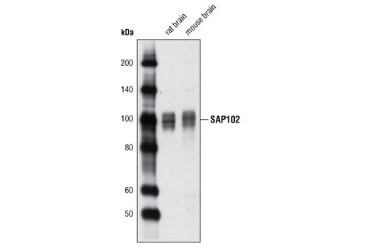 Western blot analysis of extracts from rat and mouse brain using SAP102 (G670) Antibody.