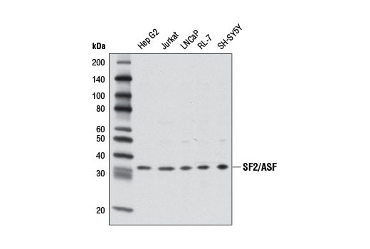 Western blot analysis of extracts from various cell lines using SF2/ASF Antibody.