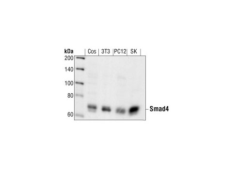 Western blot analysis of extracts from COS, NIH3T3, PC12, and SK-N-MC cells, using Smad4 Antibody.