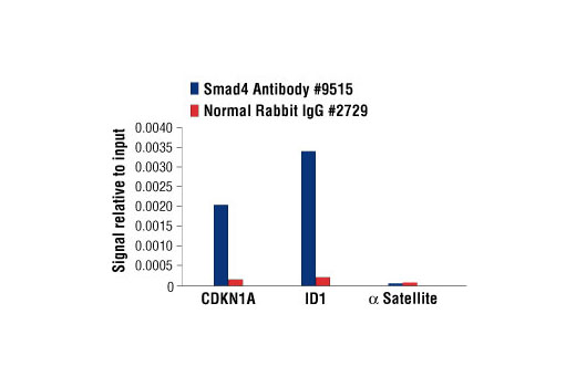 Chromatin immunoprecipitations were performed with cross-linked chromatin from 4 x 106 HaCaT cells treated with Human TGF-β3 #3706 (7ng/ml) for 1 h and either 20 μl of Smad4 Antibody or 2 μl of Normal Rabbit IgG #2729 using SimpleChIP® Enzymatic Chromatin IP Kit (Magnetic Beads) #9003. The enriched DNA was quantified by real-time PCR using SimpleChIP® Human CDKN1A Intron 1 Primers #4669, SimpleChIP® Human ID1 Promoter Primers #5139, and SimpleChIP® Human α Satellite Repeat Primers #4486. The amount of immunoprecipitated DNA in each sample is represented as signal relative to the total amount of input chromatin, which is equivalent to one.